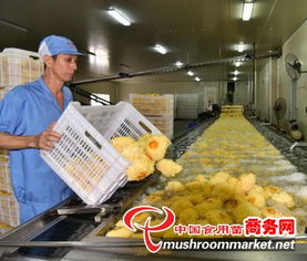 科技赋能产业升级，尤溪县食用菌工厂化规模化发展驶入快车道